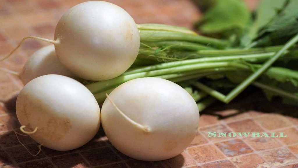 What Is Turnip? Types of Turnip, Properties, Benefits, And Recipes.
