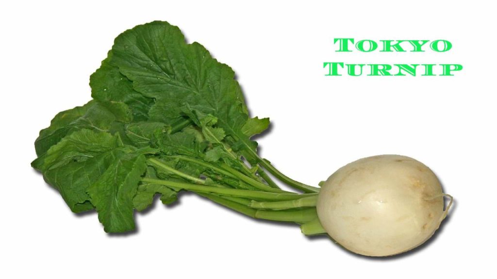 What Is Turnip? Types of Turnip, Properties, Benefits, And Recipes.