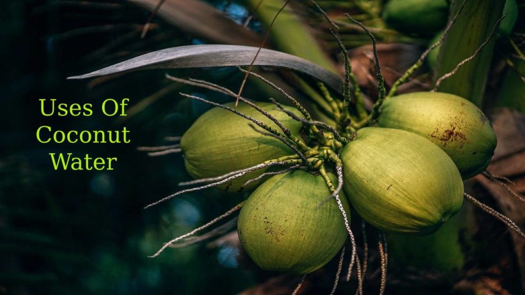 Coconut Water It's Definition, Uses of Coconut Water and Its Benefits.