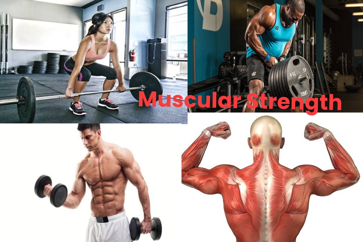 Muscular Strength – Definition, Benefits, Exercises, and More