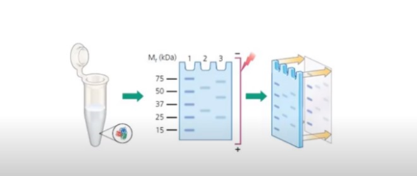 using western blot technique using western blot technique