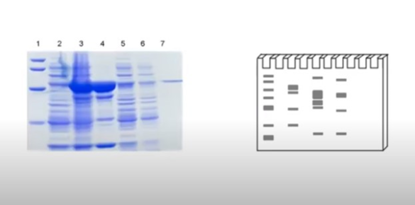 western blot vs elisa hiv western blot vs elisa hiv