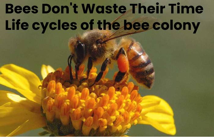 Bees Don't Waste Their Time 