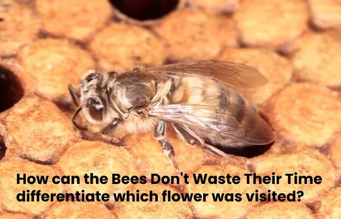 Bees Don't Waste Their Time 