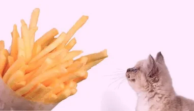 Can Cats Eat French Fries - All to Know!