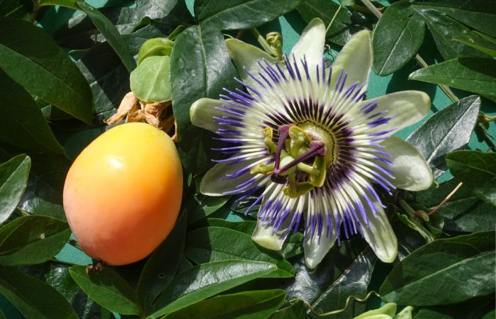 About Passiflora Caerulea